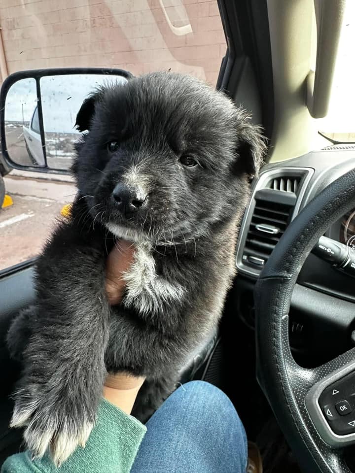 little black puppy in the car