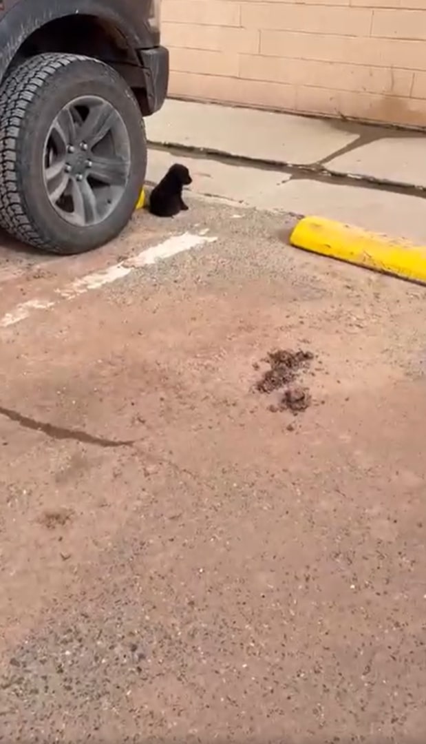 little black puppy next to car