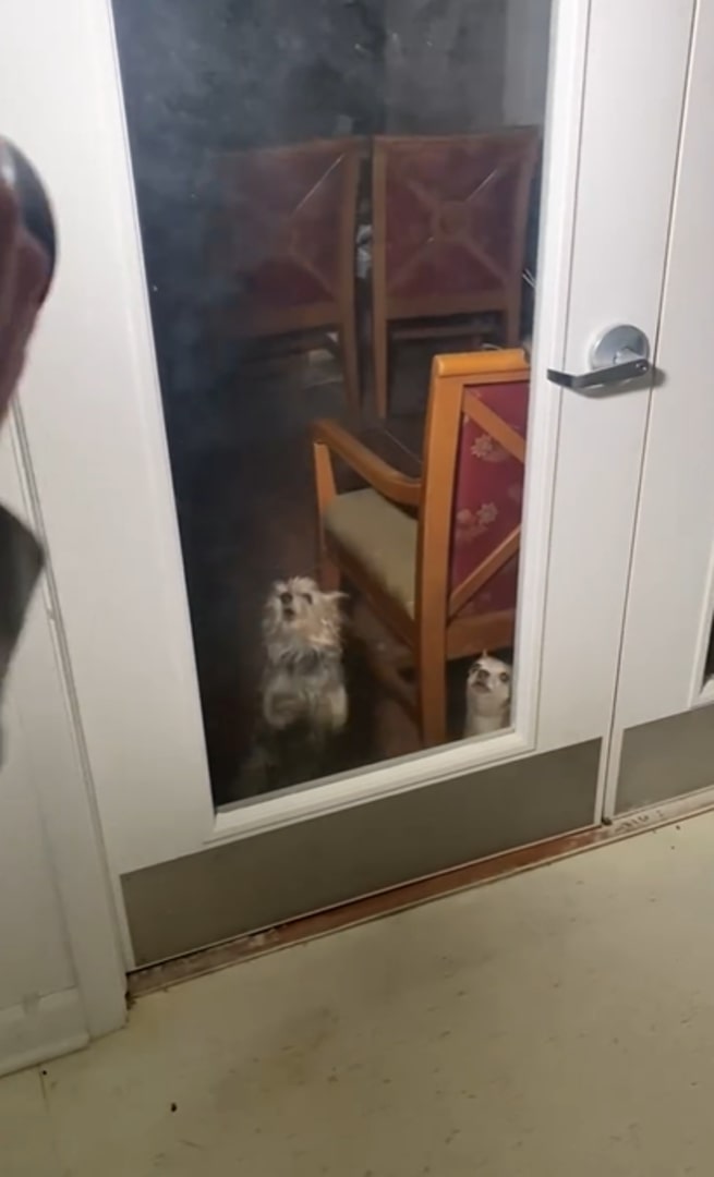 little dog and his friend at the front door