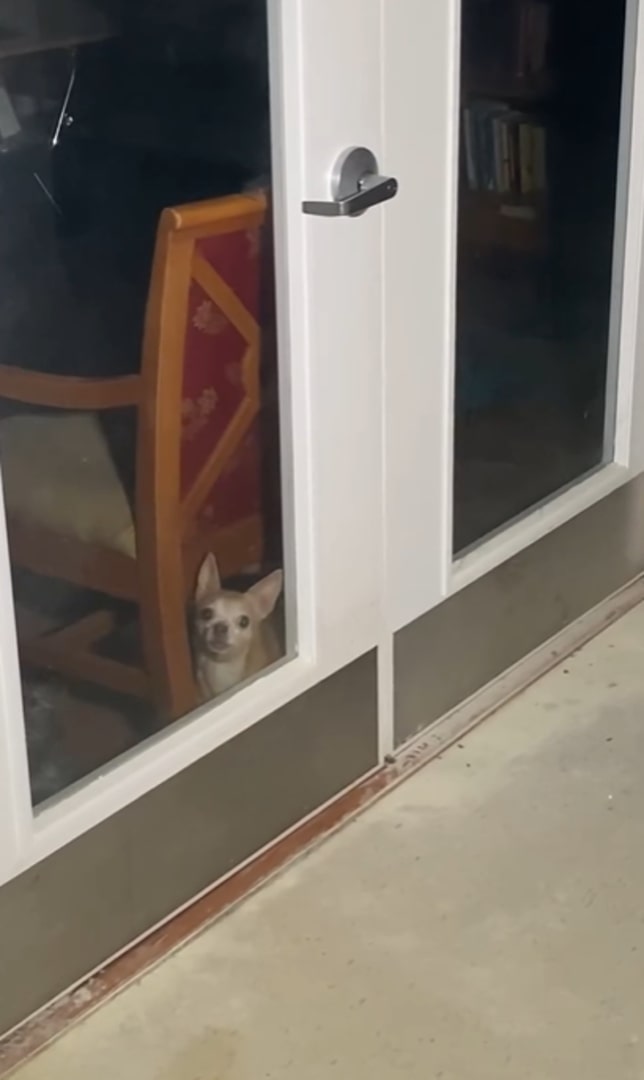 little dog looking through the glass door