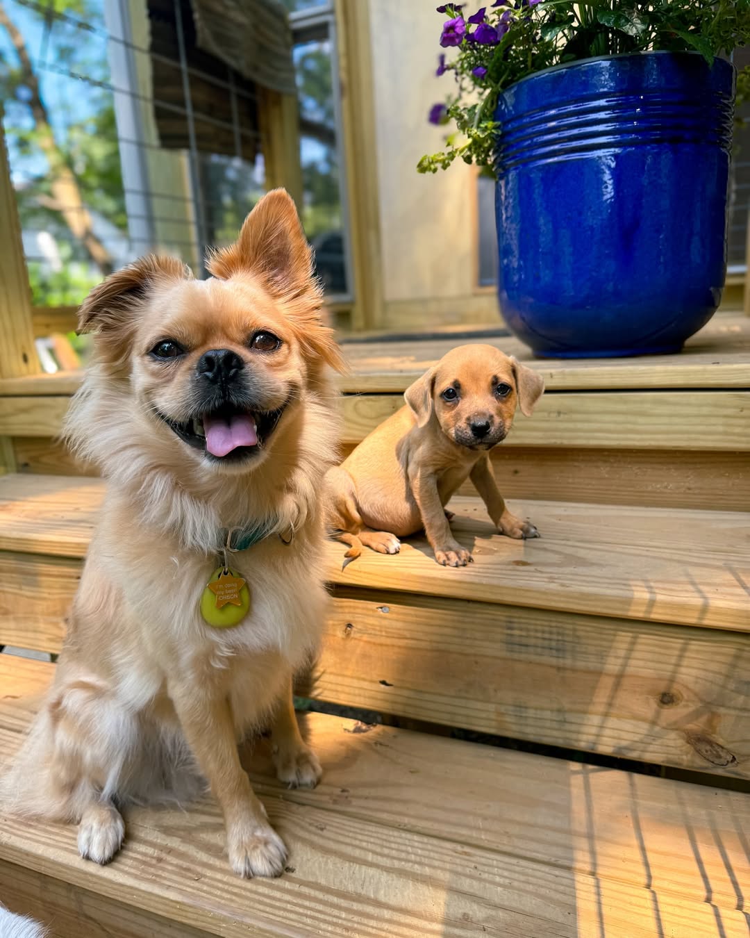 little dogs