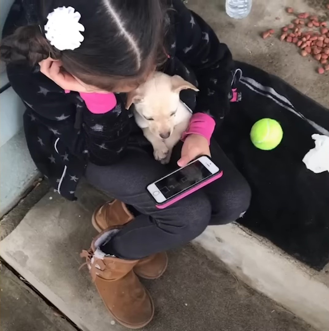 little girl and puppy looking at the phone