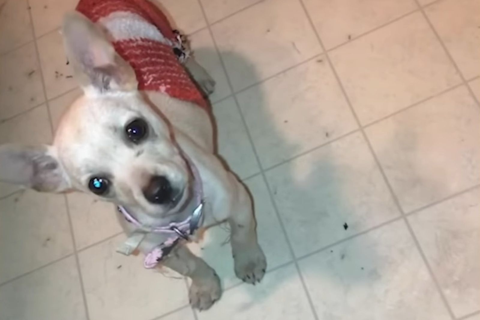 little puppy in the house