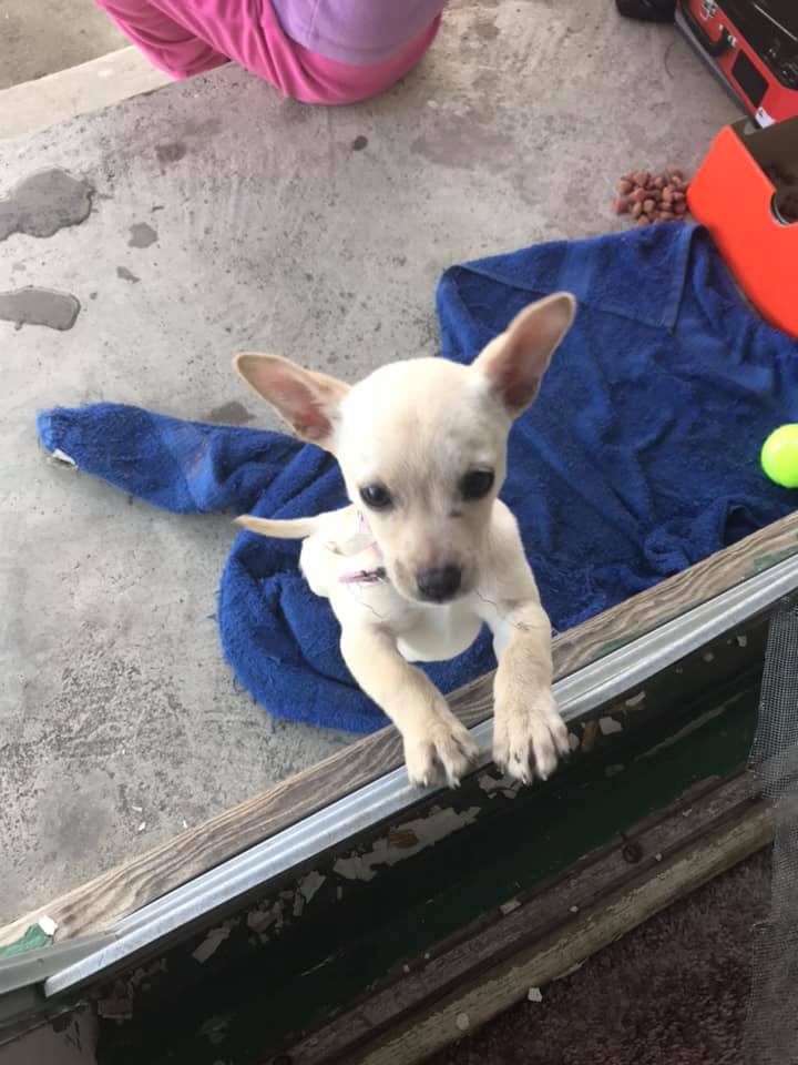 little puppy standing on blue blanket