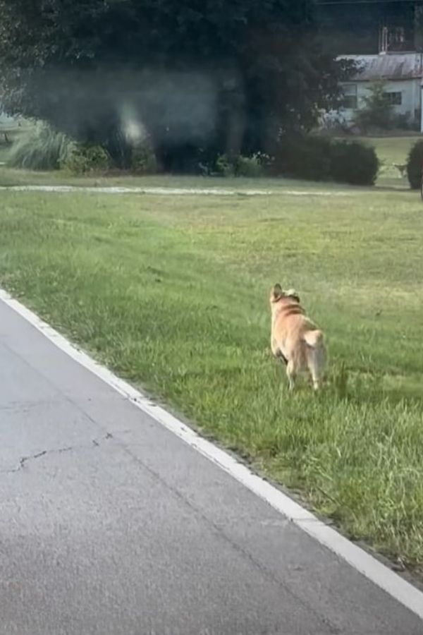 lone dog walking