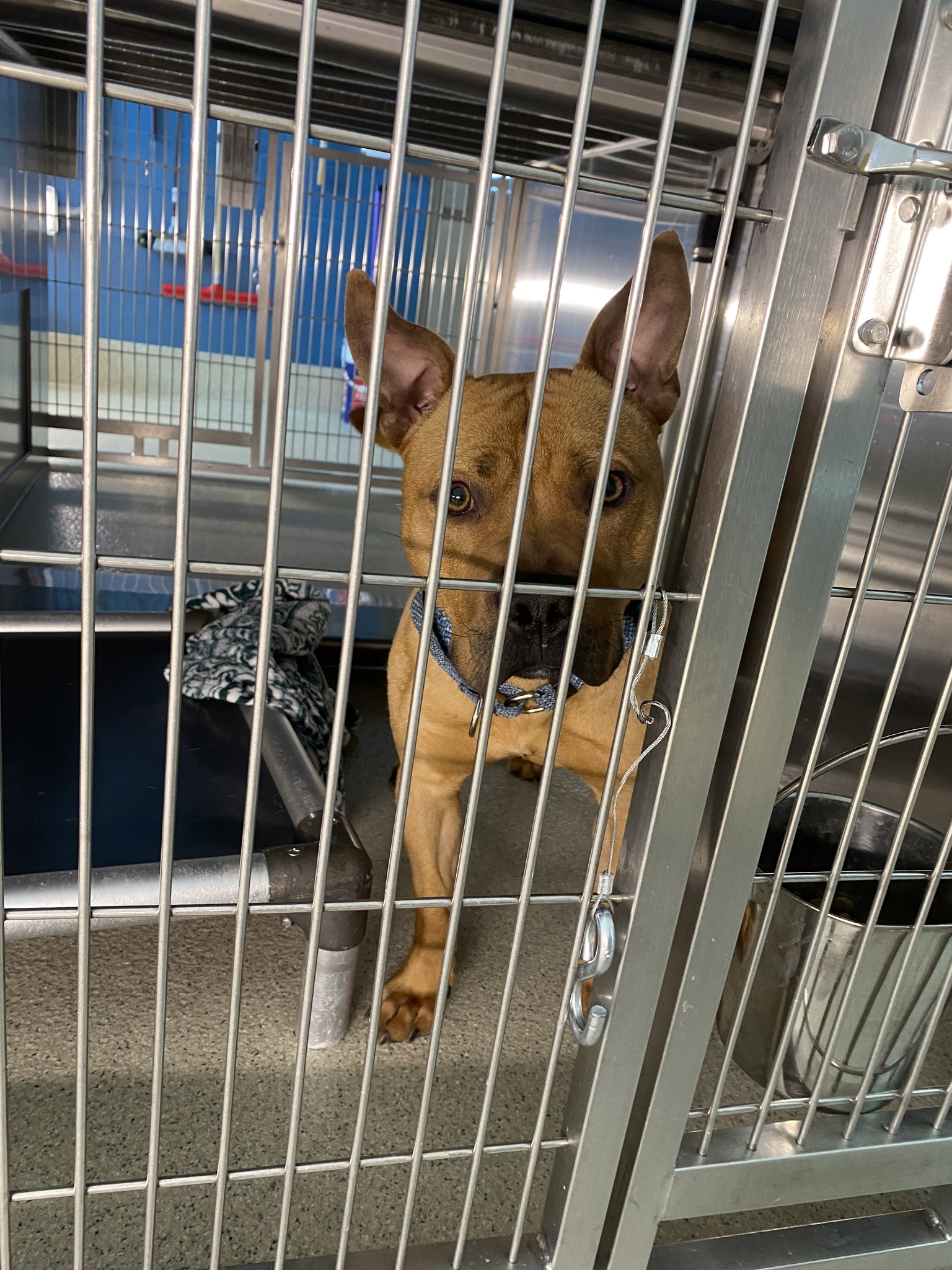 lonely dog in shelter