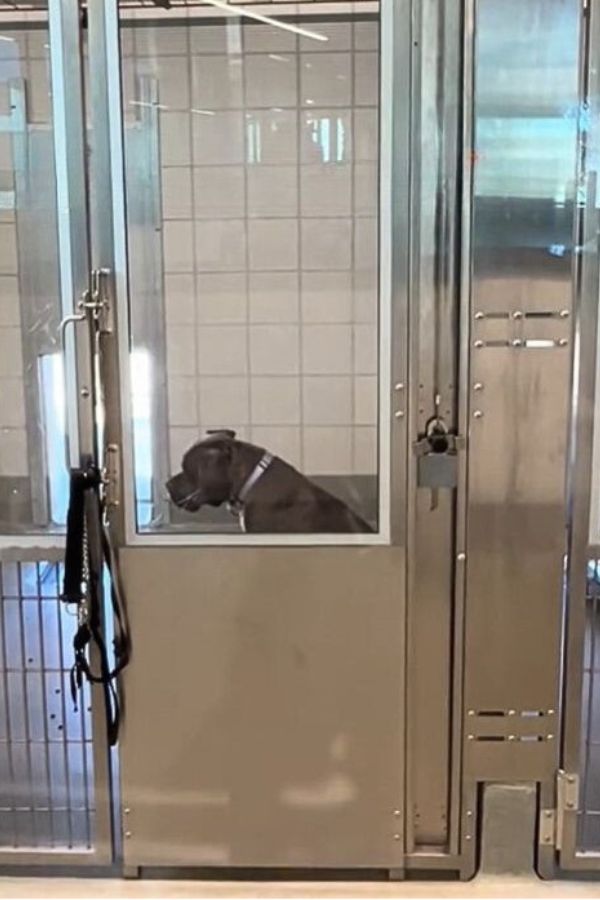 lonely dog