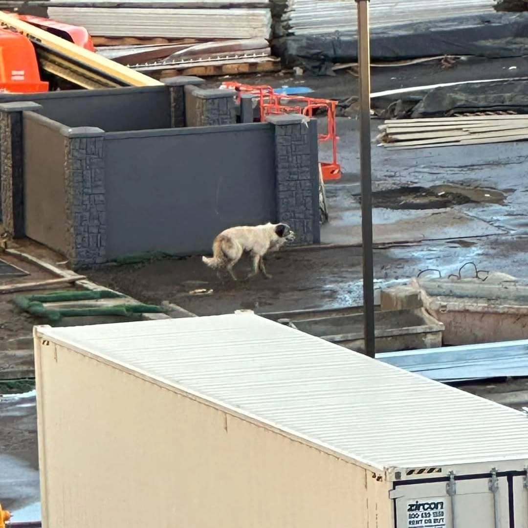lost dog walking around