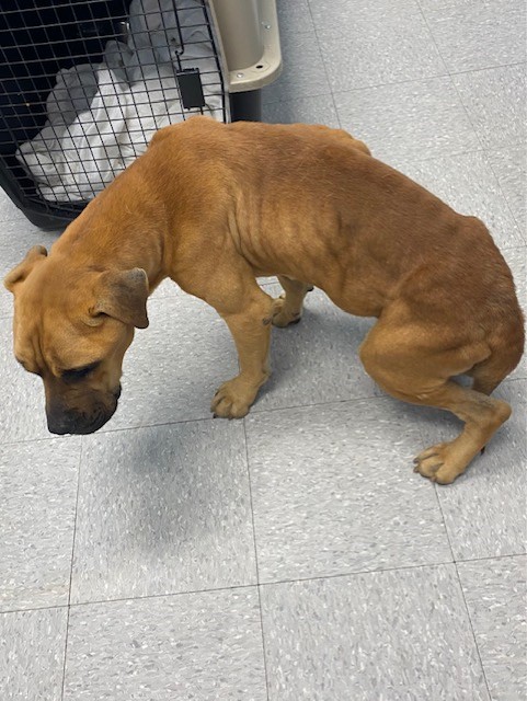 malnourished brown dog