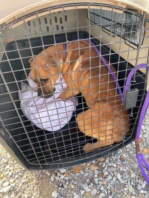 malnourished dog in the crate