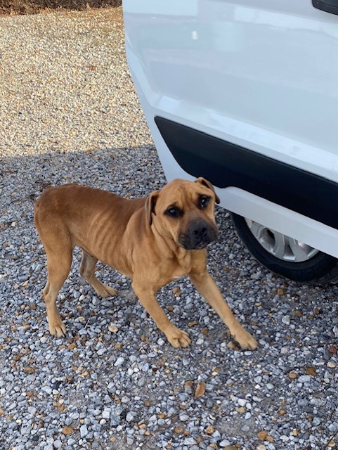 malnourished dog