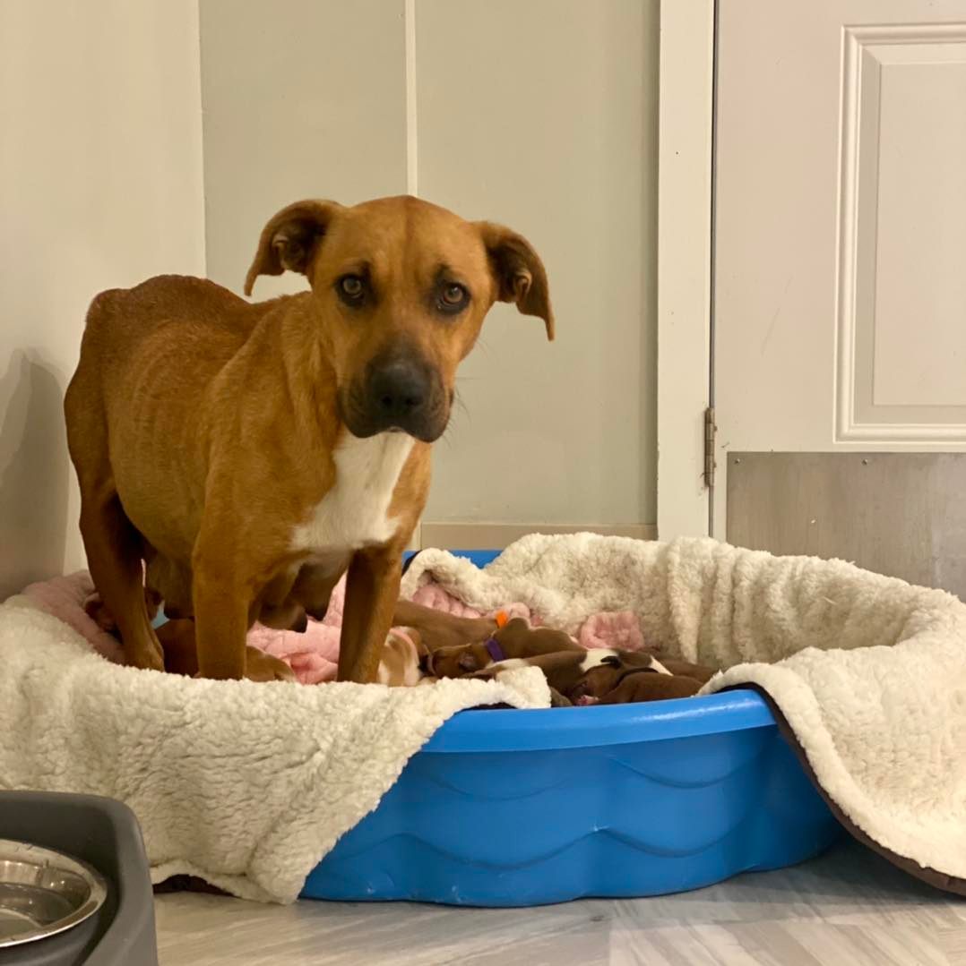 mama dog and her 14 puppies