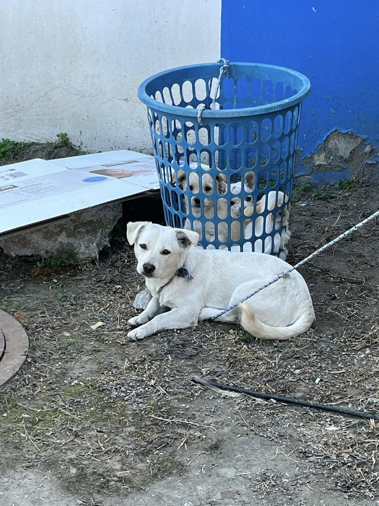 mama dog and her puppies in the basket