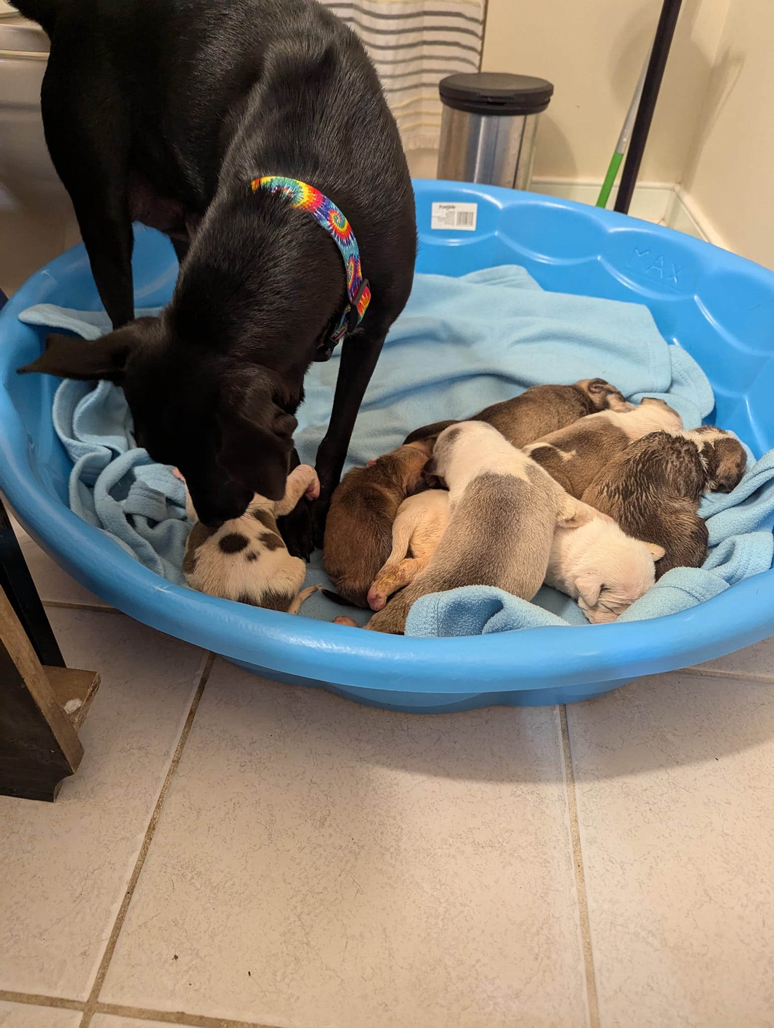 mama dog and puppies in blue box
