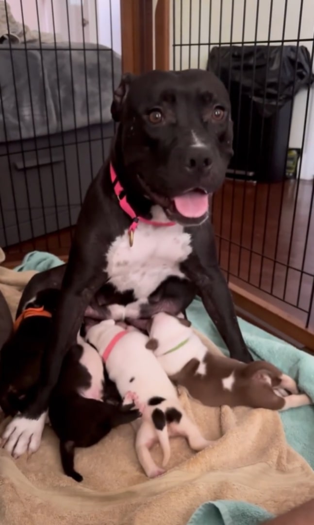 mama dog nursing her puppies