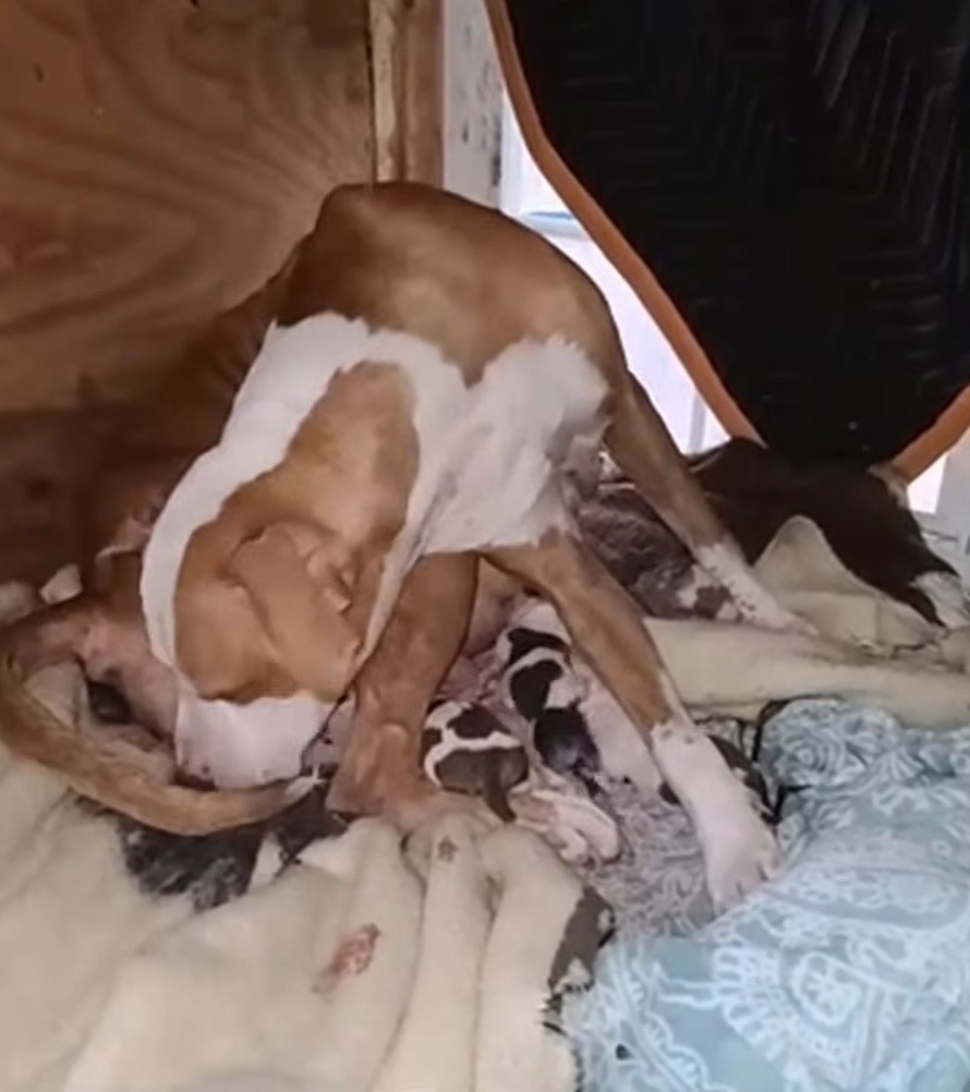 mama dog with her puppies