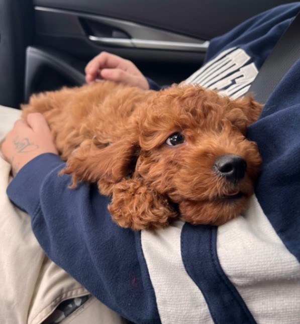 man and dog on trip