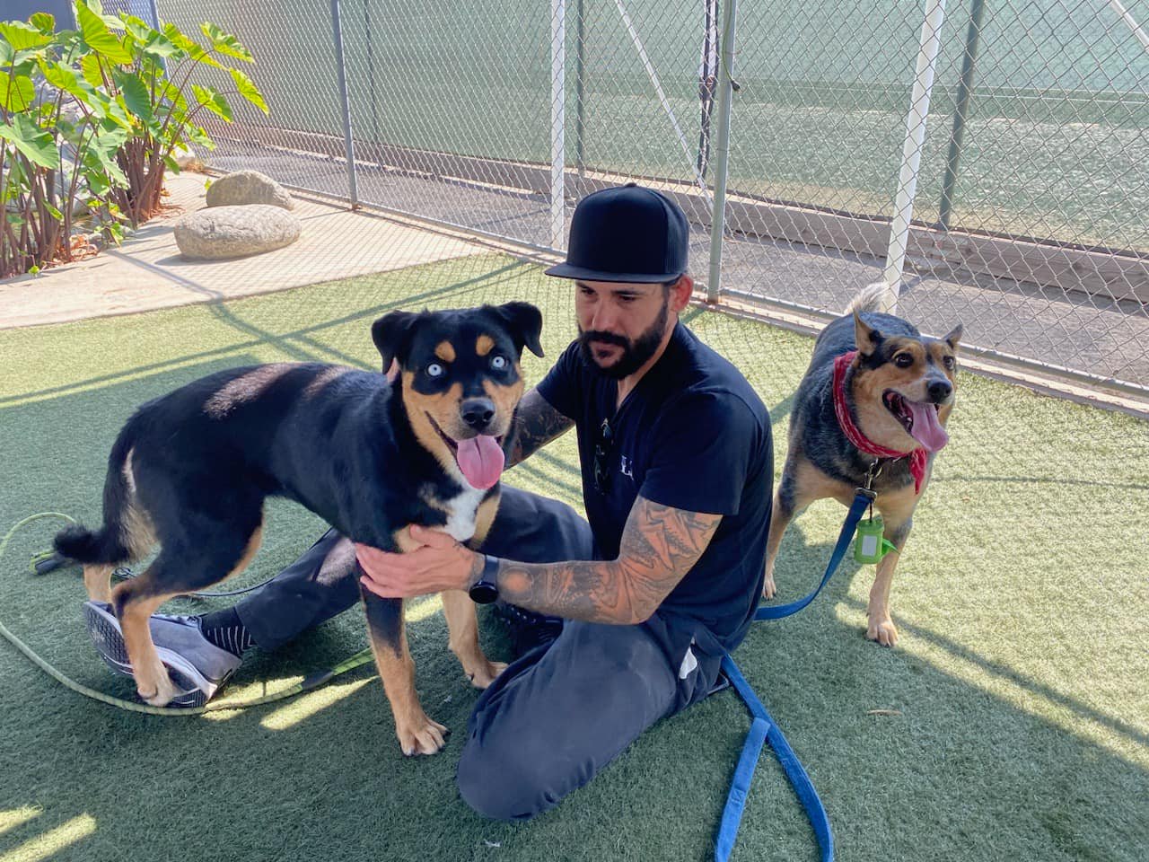 man and two dogs