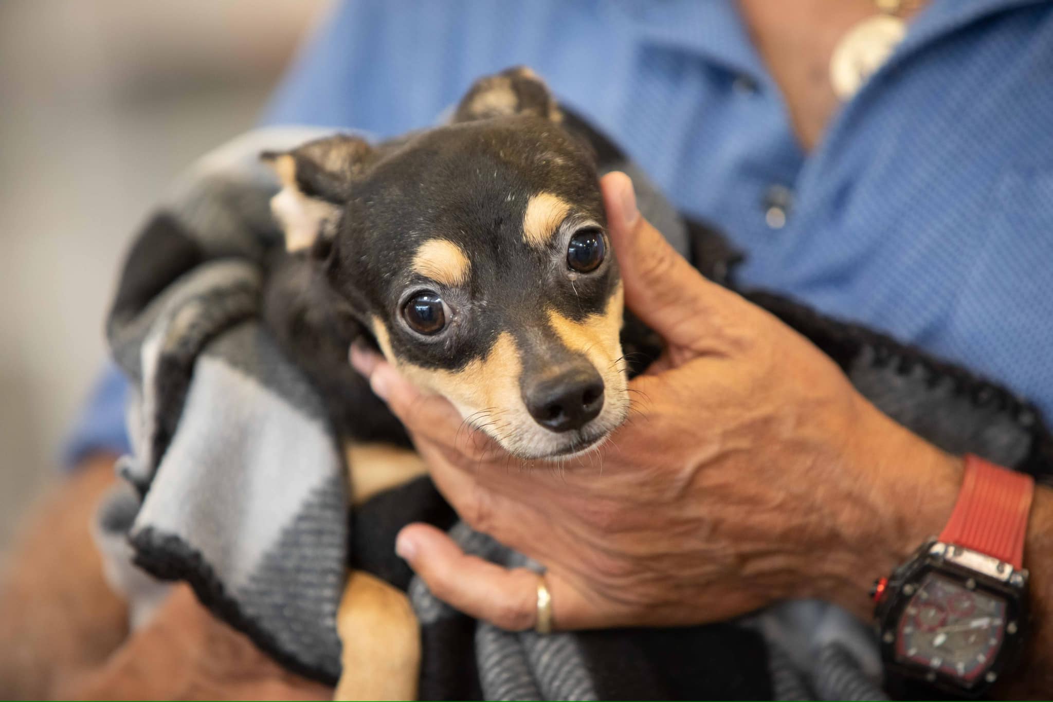 man holding a tiny dog