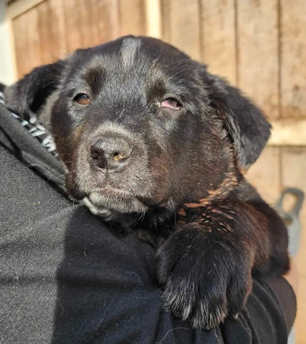man holding an injured black dog
