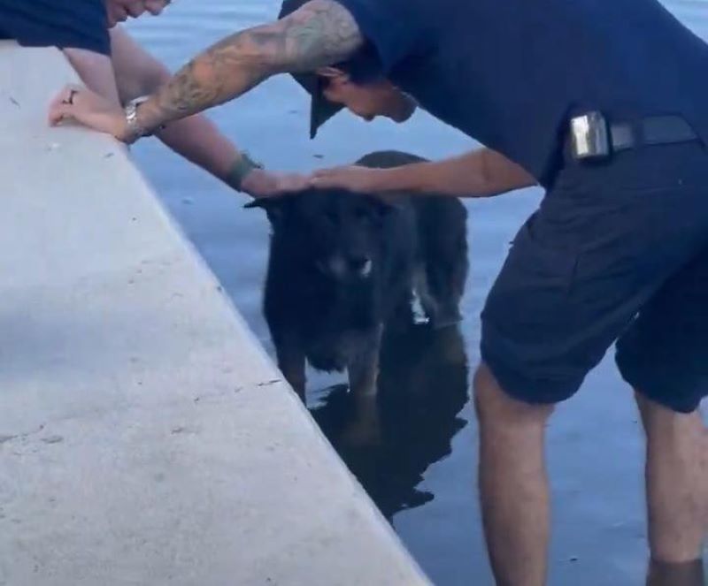 man petting a senior black dog