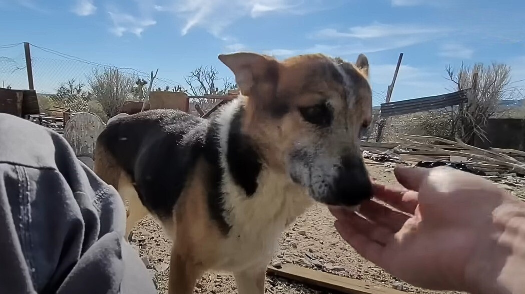 man petting a stray dog