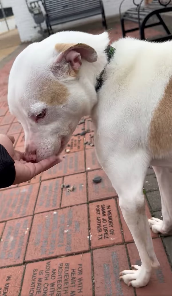 man petting a tied dog