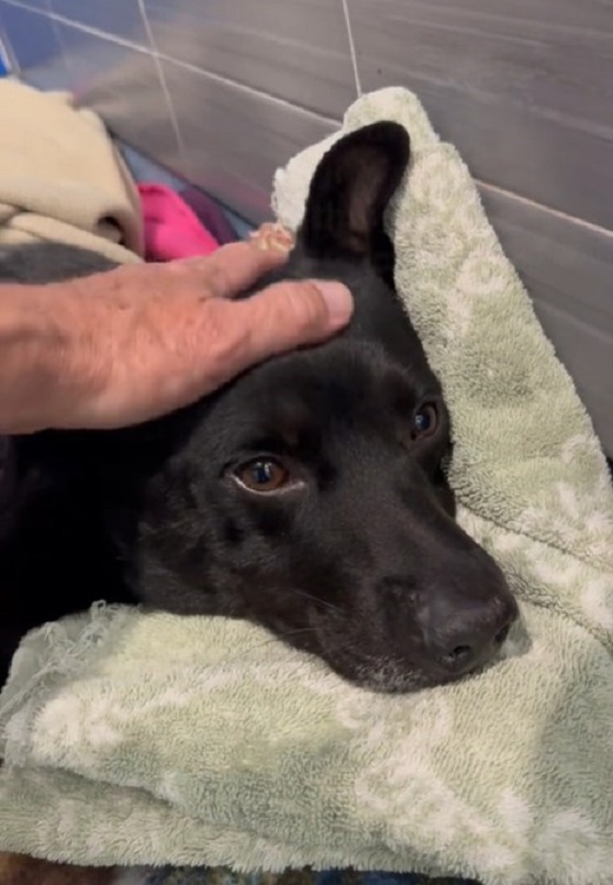 man petting black dog