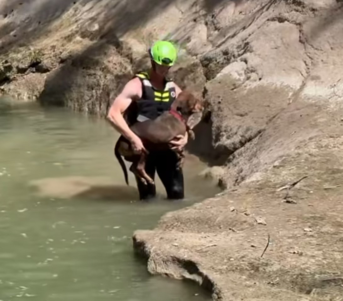 man saving a dog