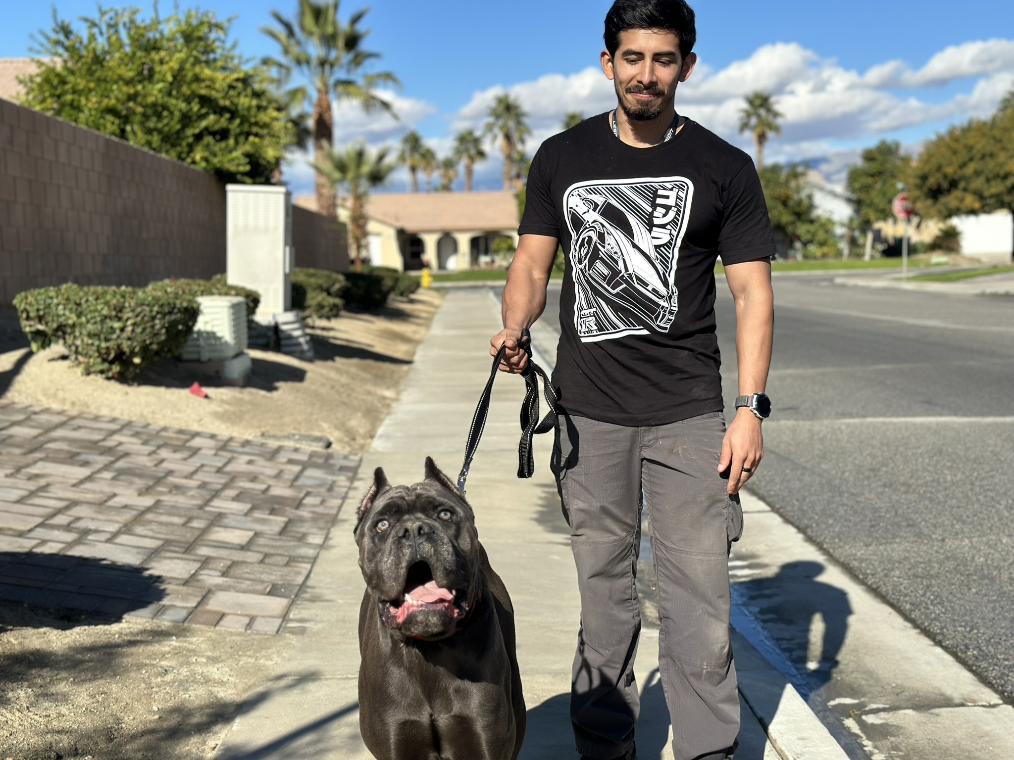 man walking a cane corso