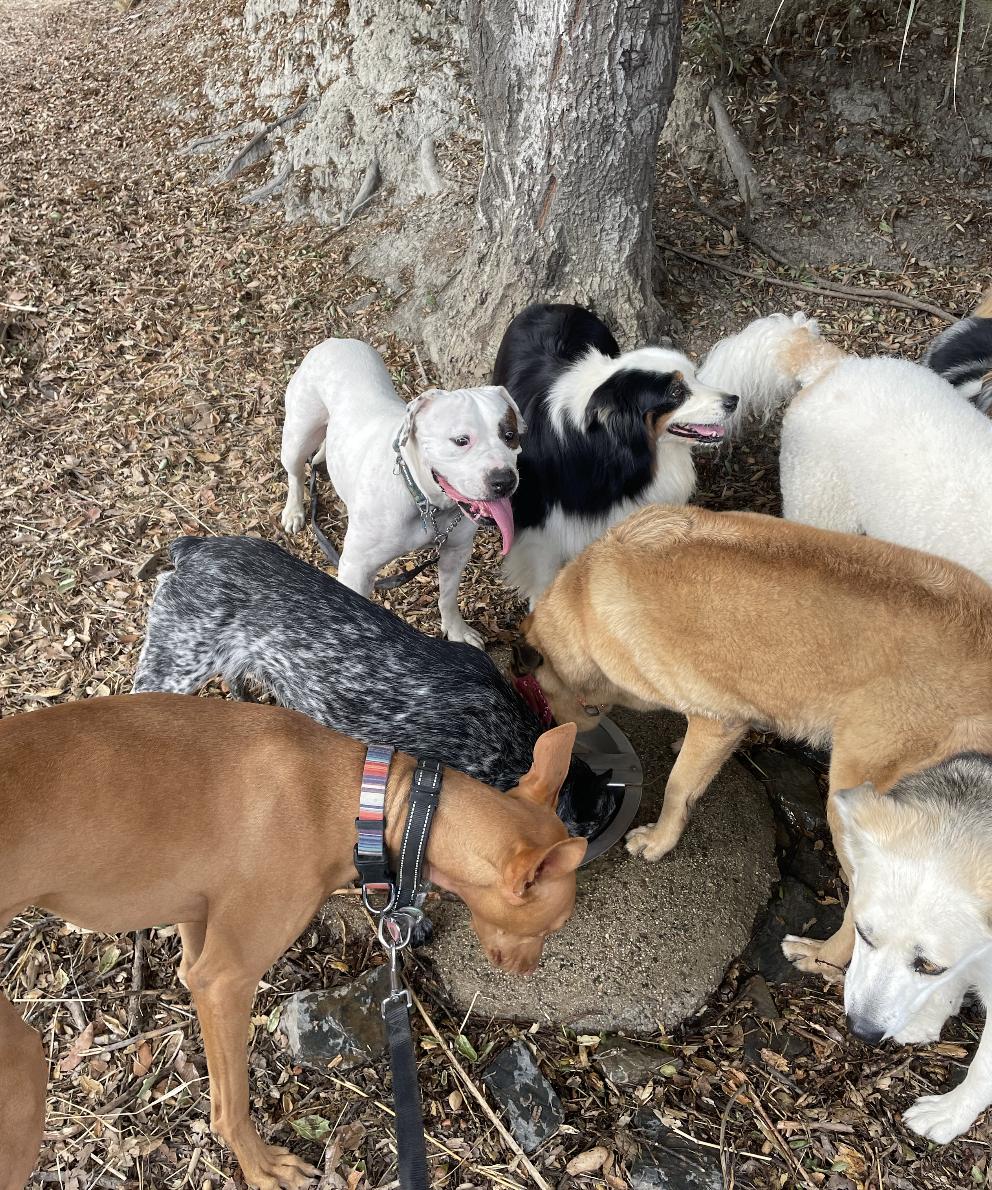 many dogs