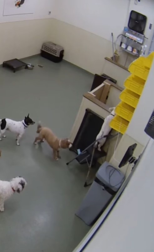 many dogs in daycare