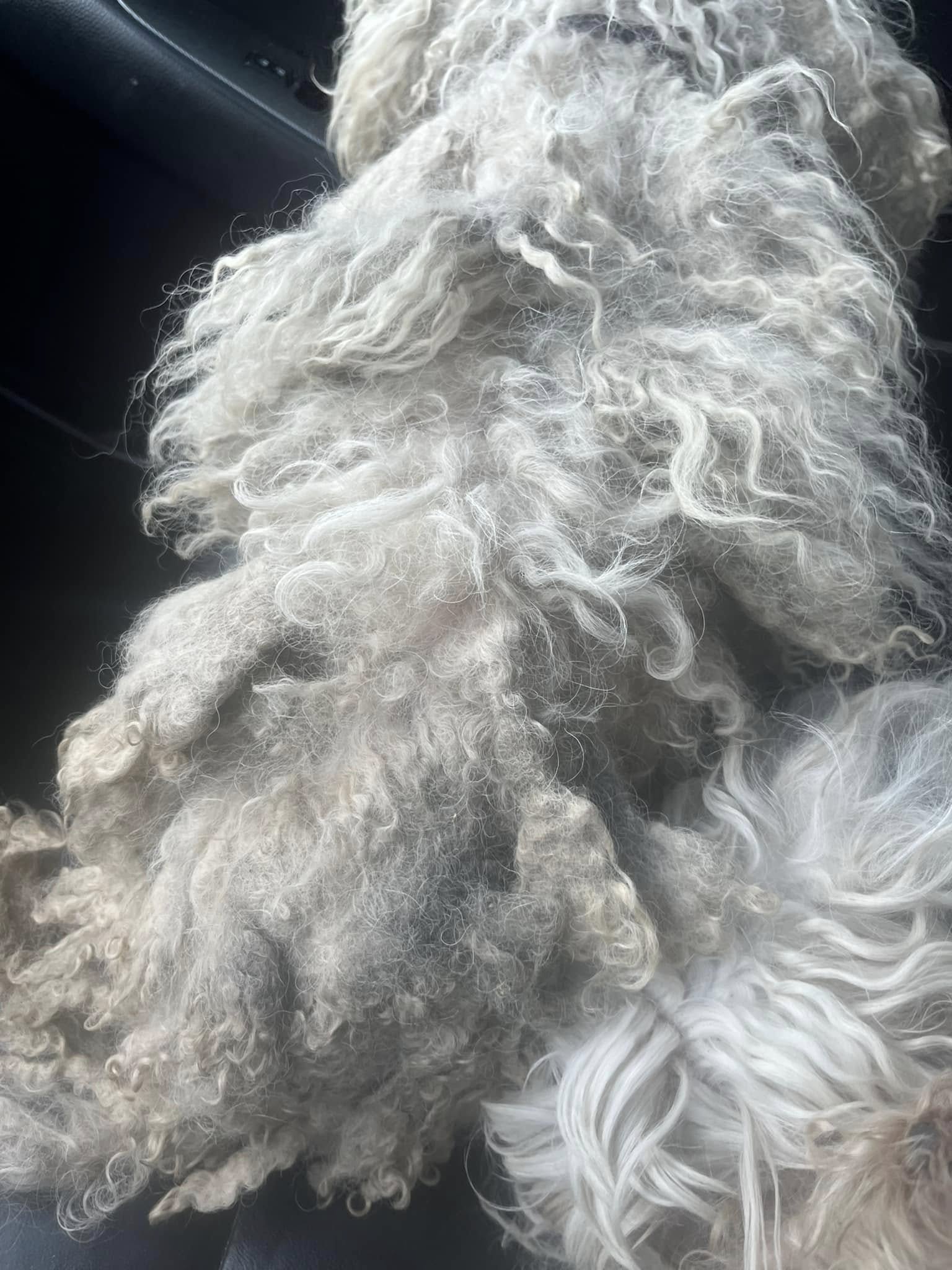 matted dog coat