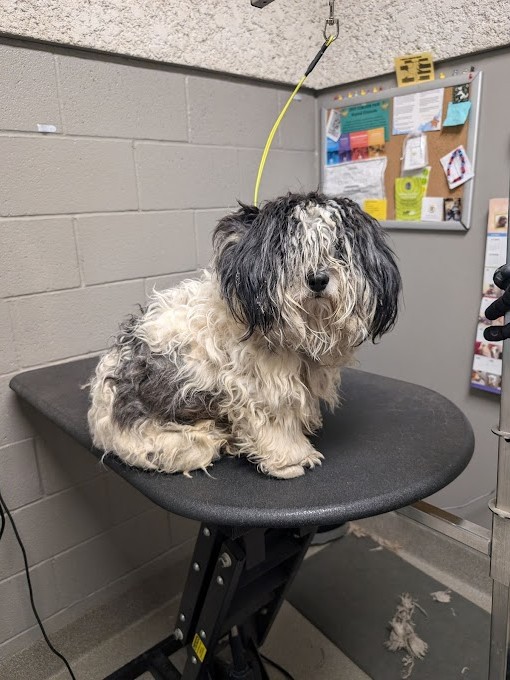 matted dog on a stool