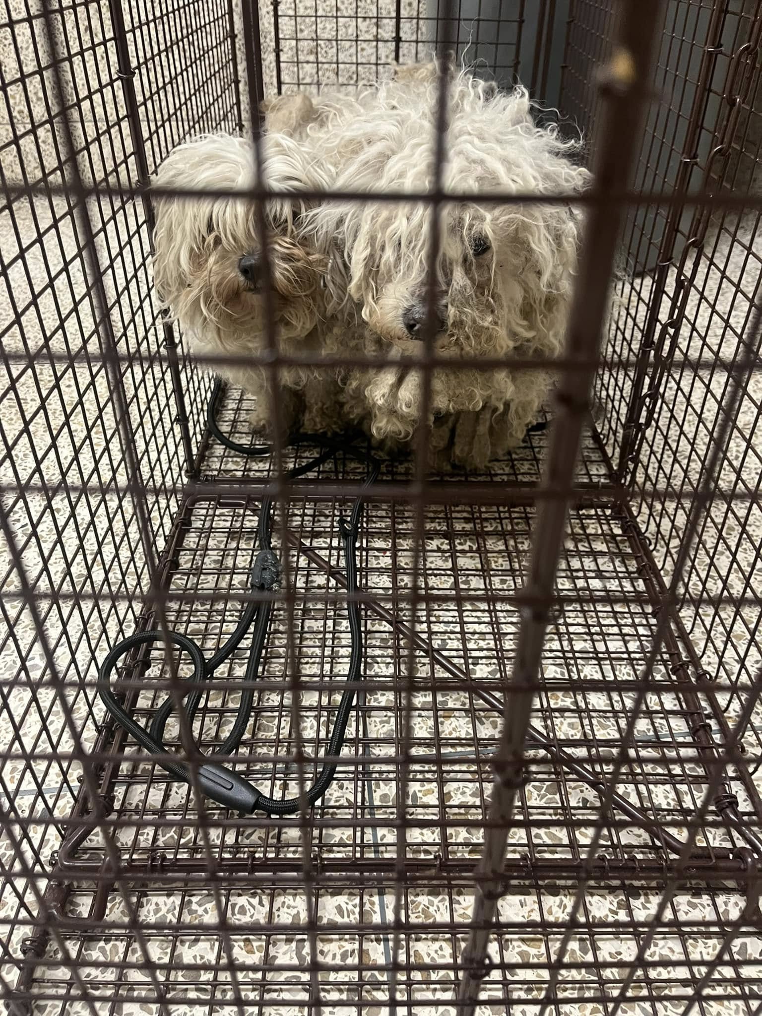 matted dogs in cage