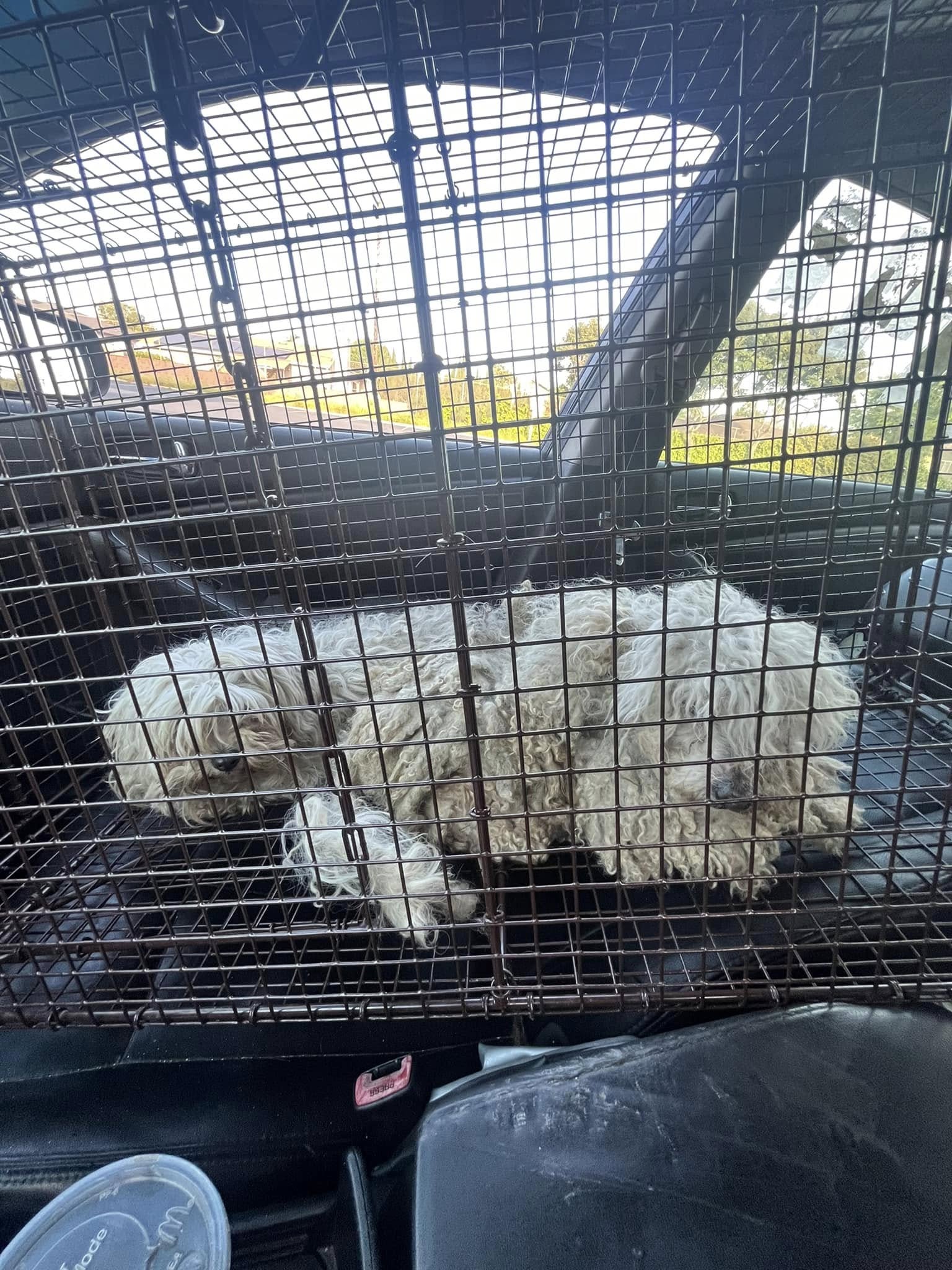 matted dogs in crate