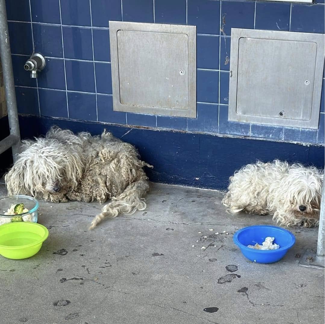 matted dogs on the floor