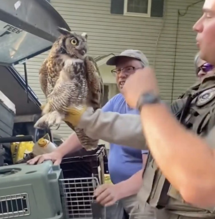 men and owl
