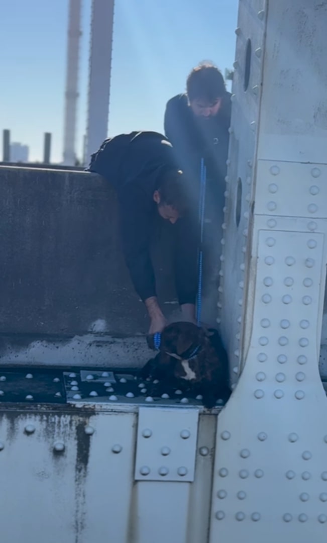 men saving a stranded dog