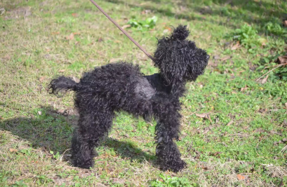 mini black poodle 