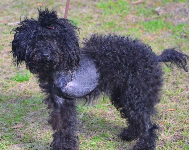 mini black poodle with a harness