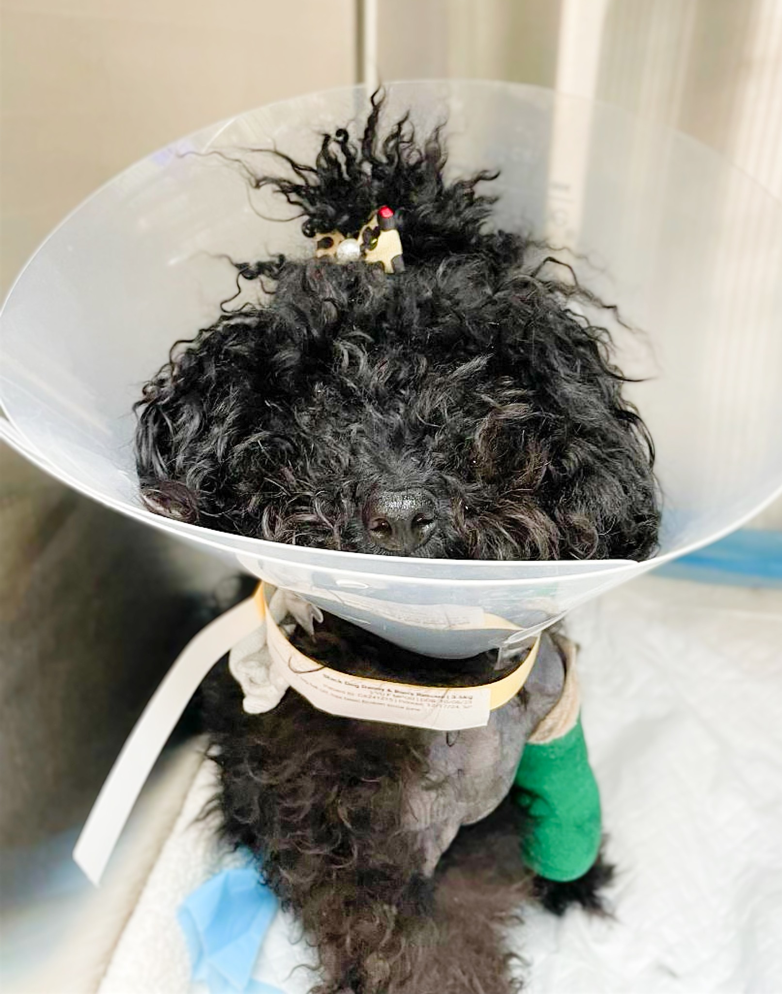 mini poodle with a cone
