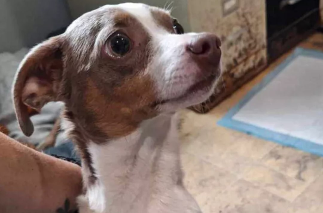 missing dog