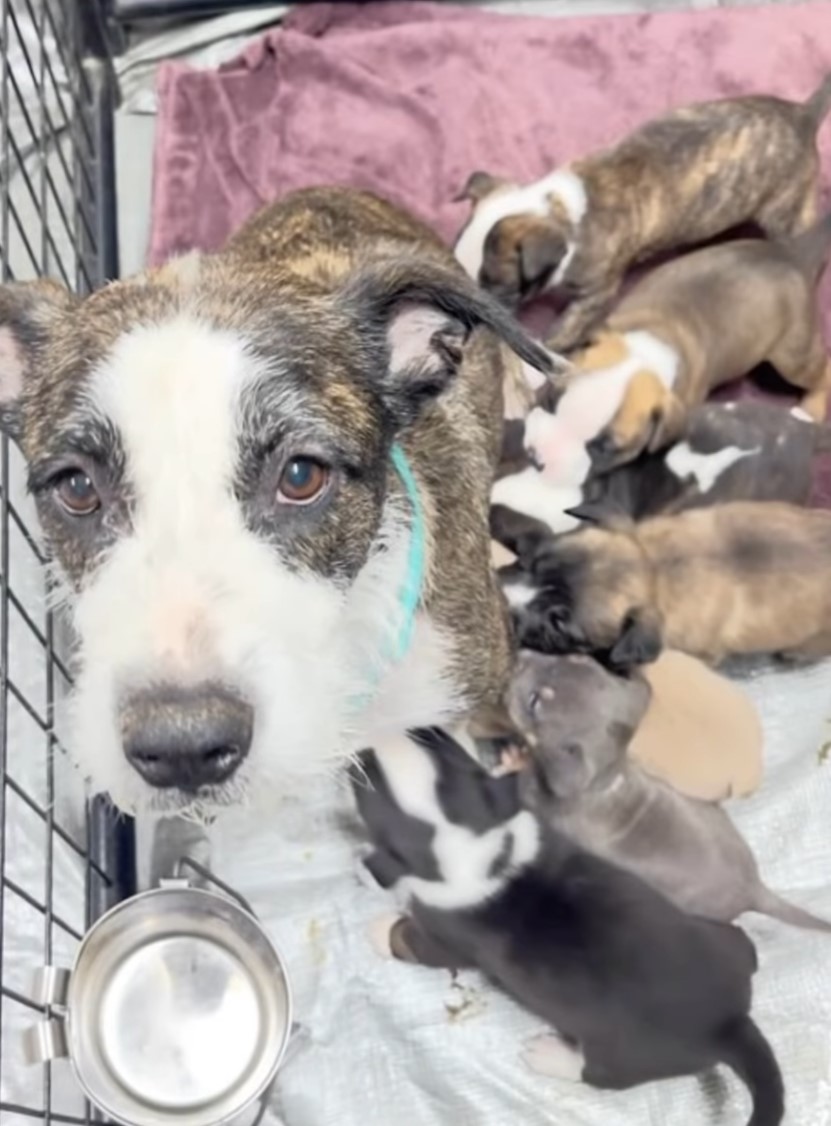mother dog and many puppies