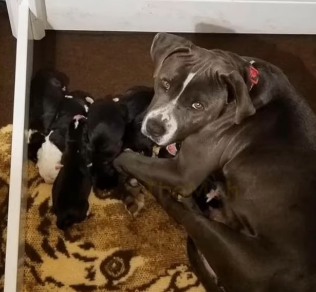 mother dog and newborns