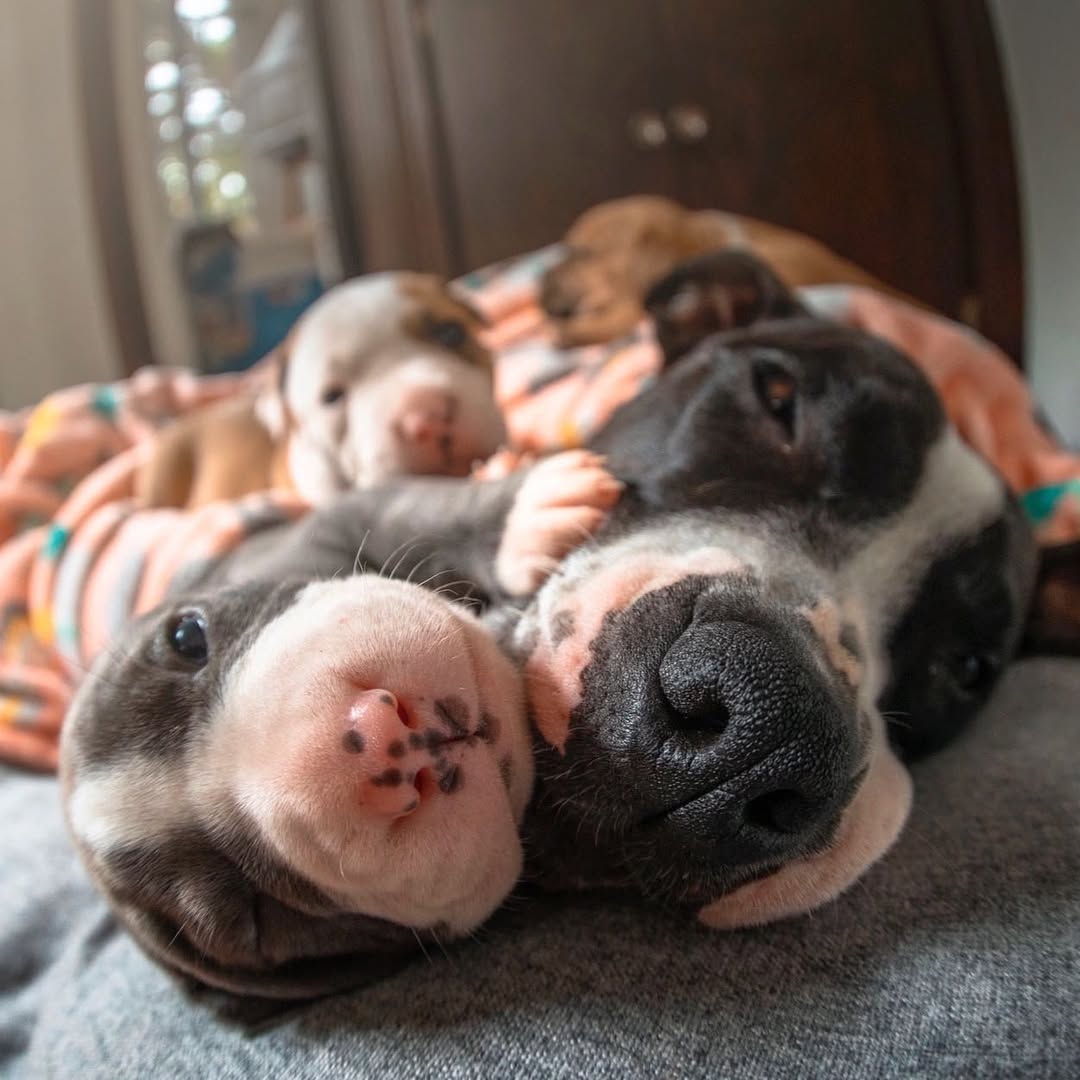 mother dog and puppies