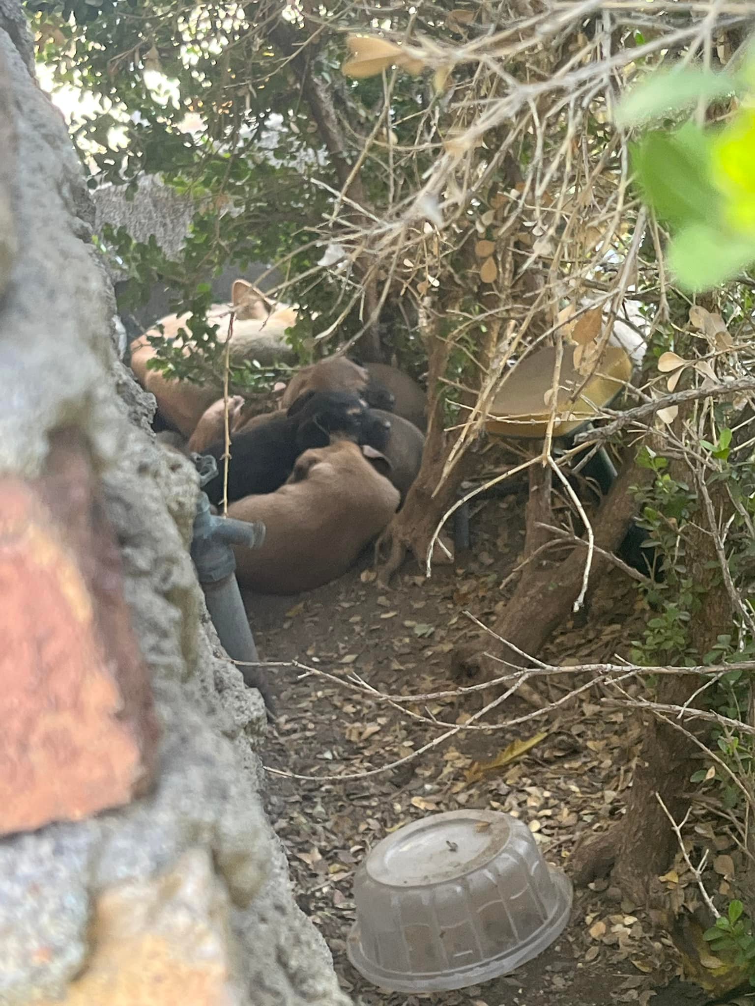 mother dog and puppies