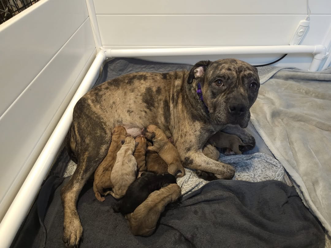 mother dog and puppies
