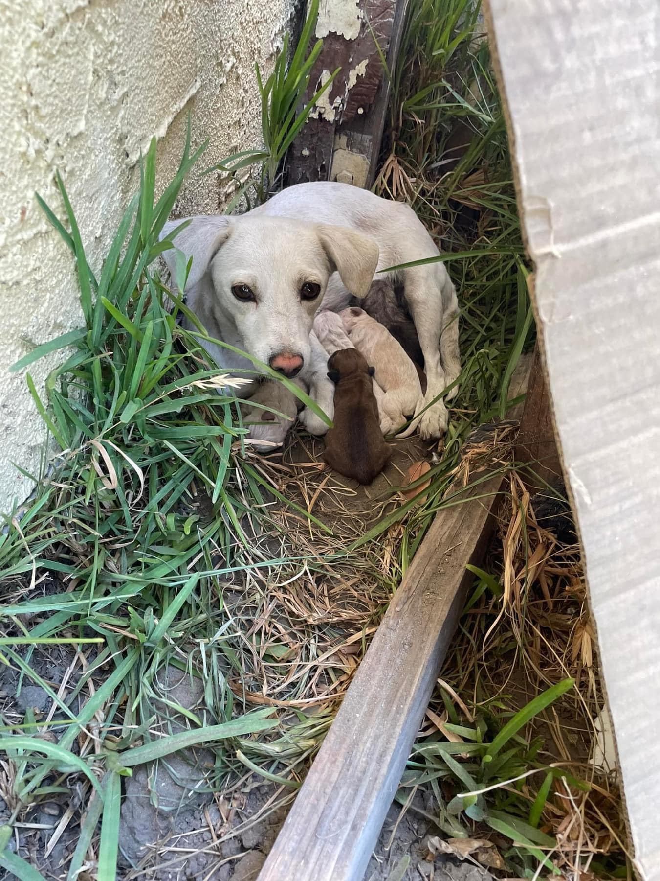 mother dog and puppies
