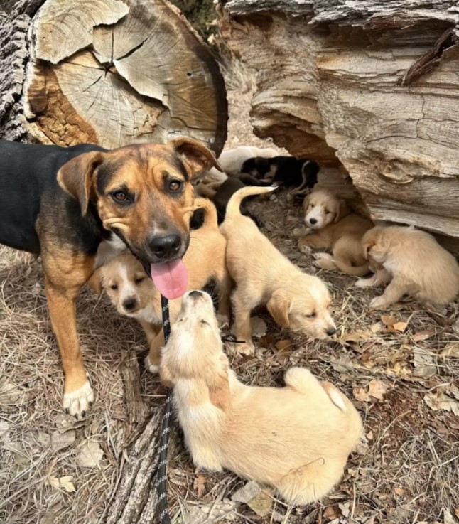 mother dog and puppies near log